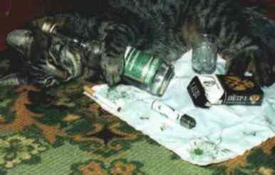 catdrunk.jpg